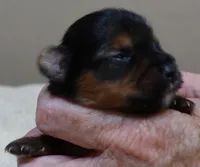 Teacup Bailey 6 3/4 ounces, a female Yorkshire Terrier for sale in Colcord, OK – 1 of 7