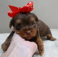 Samson, a male Yorkshire Terrier for sale in Colcord, OK – 4 of 10