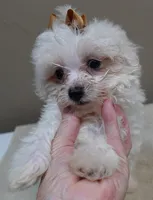 Zuko 1 lb 4 ozs, a male Maltipoo for sale in Colcord, OK – 9 of 10
