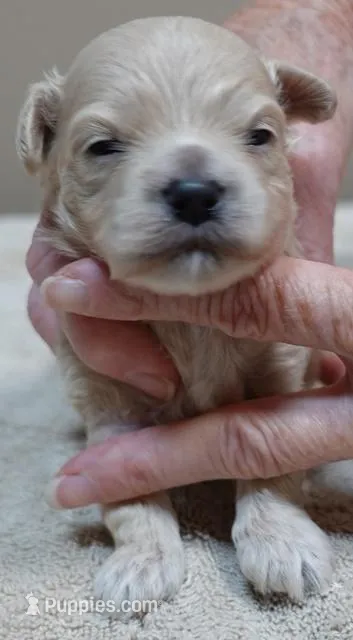 Beckham – Maltipoo puppy for sale in Colcord, OK
