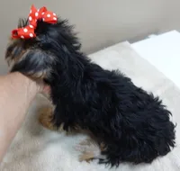 Ziggy door potty trained, a male Yorkshire Terrier for sale in Colcord, OK – 7 of 10