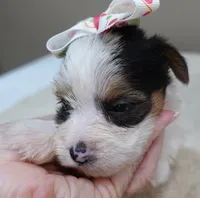 Tiny Bunny 1 lb 4 ozs, a female Yorkshire Terrier for sale in Colcord, OK – 7 of 10