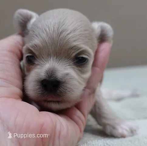 Brynn 12 ounces – Maltipoo puppy for sale in Colcord, OK