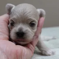 Brynn 12 ounces, a female Maltipoo for sale in Colcord, OK – 1 of 10