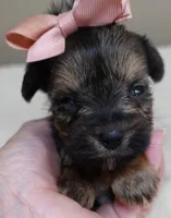 Teacup Bailey 12 ounces, a female Yorkshire Terrier for sale in Colcord, OK – 6 of 10