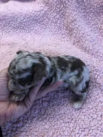Ledger APRI, a male Poodle - Toy  for sale in Colcord, OK – 3 of 9