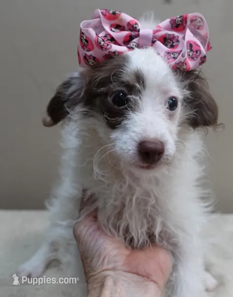 3 pounds 9/17 – Poodle - Toy  puppy for sale in Colcord, OK