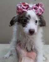 3 pounds 9/17, a female Poodle - Toy  for sale in Colcord, OK – 1 of 10