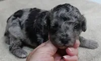 Stanley 1 lb 4 ozs, a male Poodle - Toy  for sale in Colcord, OK – 9 of 10