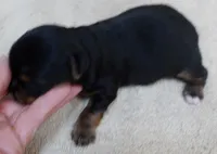 Moose, a male Yorkshire Terrier for sale in Colcord, OK – 3 of 9