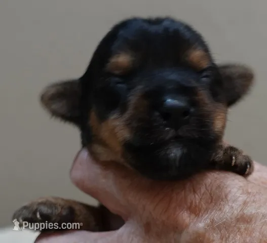 Ziggy 11 1/4 ounces – Yorkshire Terrier puppy for sale in Colcord, OK