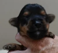 Ziggy 11 1/4 ounces, a male Yorkshire Terrier for sale in Colcord, OK – 1 of 4