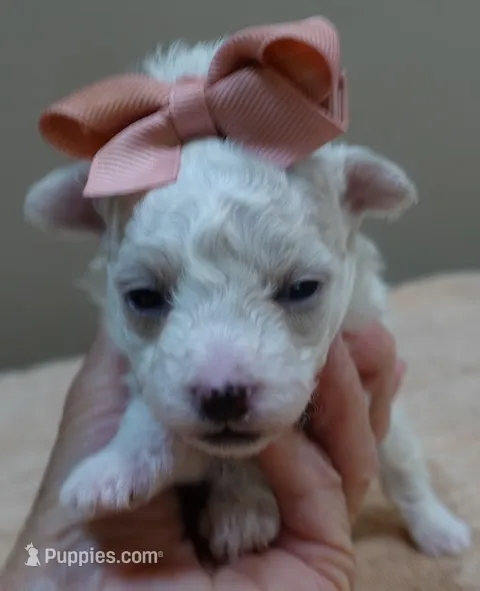 Brookie – Maltipoo puppy for sale in Colcord, OK
