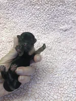 Koda 4 ounces, a male Yorkshire Terrier for sale in Colcord, OK – 6 of 10