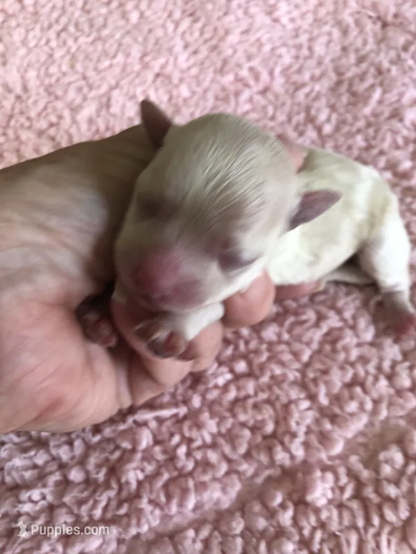 Maddie – Maltipoo puppy for sale in Colcord, OK