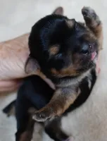 Moose, a male Yorkshire Terrier for sale in Colcord, OK – 7 of 9