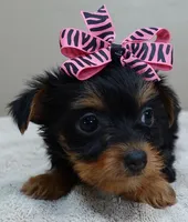 Bonbon, a female Yorkshire Terrier for sale in Colcord, OK – Photo 8 of 10