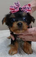 Bonbon, a female Yorkshire Terrier for sale in Colcord, OK – Photo 2 of 10