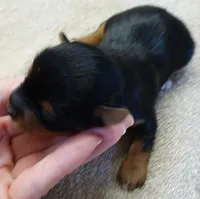 Bonbon, a female Yorkshire Terrier for sale in Colcord, OK – Photo 4 of 7