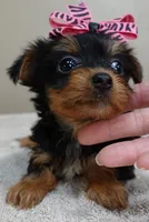 Bonbon, a female Yorkshire Terrier for sale in Colcord, OK – Photo 6 of 10