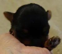 Bonbon, a female Yorkshire Terrier for sale in Colcord, OK – Photo 2 of 7