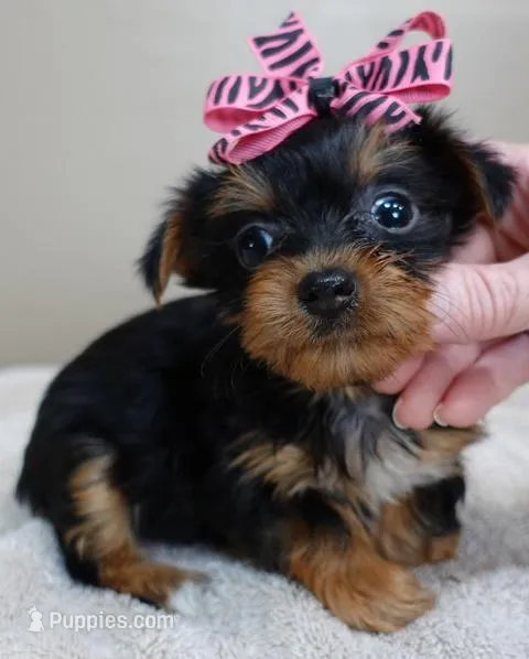 Bonbon – Yorkshire Terrier puppy for sale in Colcord, OK