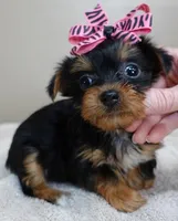 Bonbon, a female Yorkshire Terrier for sale in Colcord, OK – Photo 1 of 10