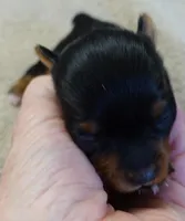 Bonbon, a female Yorkshire Terrier for sale in Colcord, OK – Photo 5 of 7