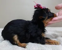 Bonbon, a female Yorkshire Terrier for sale in Colcord, OK – Photo 10 of 10