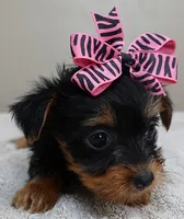 Bonbon, a female Yorkshire Terrier for sale in Colcord, OK – Photo 5 of 10