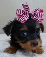 Bonbon, a female Yorkshire Terrier for sale in Colcord, OK – Photo 7 of 10