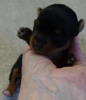 Bonbon, a female Yorkshire Terrier for sale in Colcord, OK – Photo 6 of 7