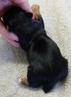 Bonbon, a female Yorkshire Terrier for sale in Colcord, OK – Photo 7 of 7