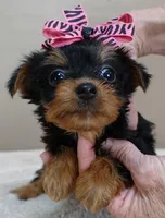 Bonbon, a female Yorkshire Terrier for sale in Colcord, OK – Photo 4 of 10