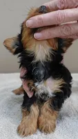 Bonbon, a female Yorkshire Terrier for sale in Colcord, OK – Photo 3 of 10