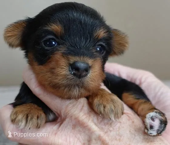 Bonbon – Yorkshire Terrier puppy for sale in Colcord, OK