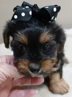 Peyton, a male Yorkshire Terrier for sale in Colcord, OK – 7 of 10