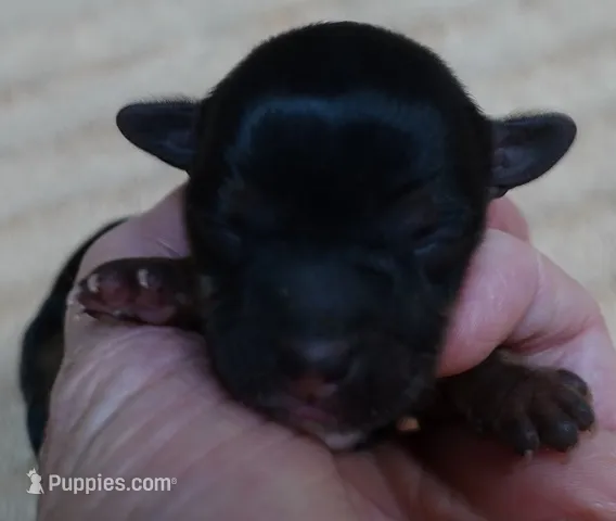 Tiny Daisy 4 ounces – Yorkshire Terrier puppy for sale in Colcord, OK