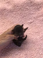 Teacup Bailey, a female Yorkshire Terrier for sale in Colcord, OK – 3 of 4