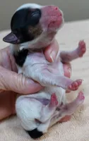 Tiny Bunny, a female Yorkshire Terrier for sale in Colcord, OK – 2 of 5