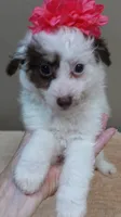 Maggie mae chocolate parti, a female Poodle - Toy  for sale in Colcord, OK – 2 of 10