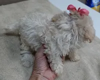 Teacup Maddie 1.3 lbs, a female Maltipoo for sale in Colcord, OK – 7 of 10