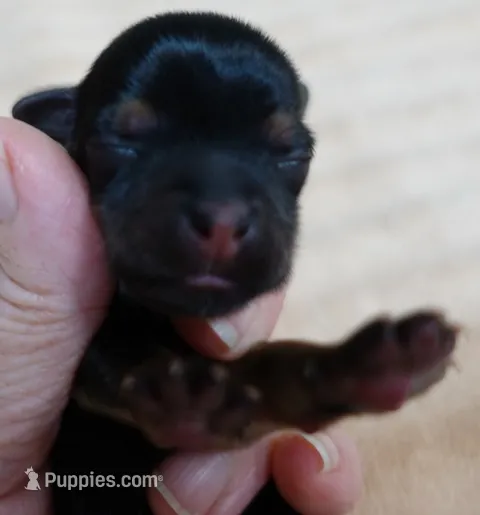Koda 4 ounces – Yorkshire Terrier puppy for sale in Colcord, OK