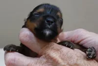 Teacup Bailey 6 3/4 ounces, a female Yorkshire Terrier for sale in Colcord, OK – 6 of 7