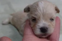 Poppy 13 ounces, a female Maltipoo for sale in Colcord, OK – 6 of 10