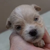 Poppy 13 ounces, a female Maltipoo for sale in Colcord, OK – 5 of 10