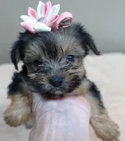 Teacup Bailey 1lb 3 ounces, a female Yorkshire Terrier for sale in Colcord, OK – 6 of 10