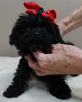 TEACUP Niko 1 lb 11 ozs, a male Maltipoo for sale in Colcord, OK – 7 of 10