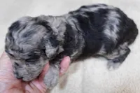 Stanley 1 lb 4 ozs, a male Poodle - Toy  for sale in Colcord, OK – 6 of 10
