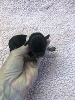 Koda 4 ounces, a male Yorkshire Terrier for sale in Colcord, OK – 8 of 10